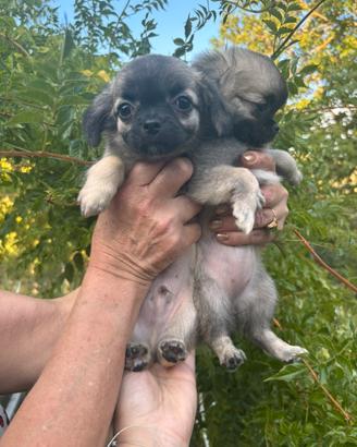 Cuccioli di chihuahua disponibili