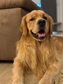 Golden retriver