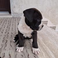 Cucciolo Amstaff maschio