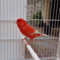 Disponibili canarini rossi