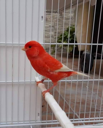 Disponibili canarini rossi
