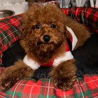 Barboncino toy super red