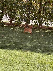 Cucciolo di chihuahua