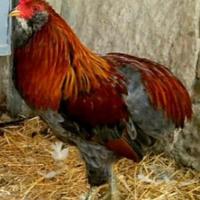 Galline Araucana Coppie