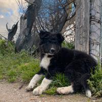 Cucciola border collie incrocio