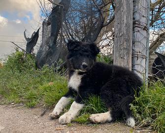 Cucciola border collie incrocio