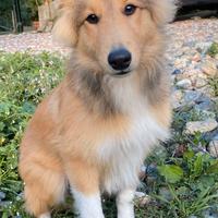 Cucciolo shetland