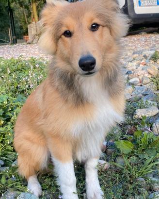 Cucciolo shetland