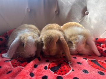 Cuccioli di coniglio nano