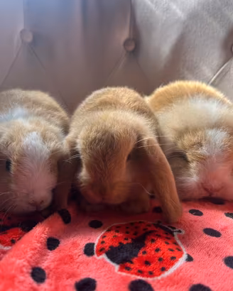 Cuccioli di coniglio nano