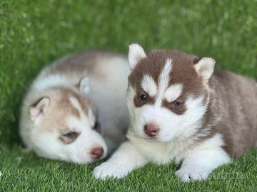 Husky