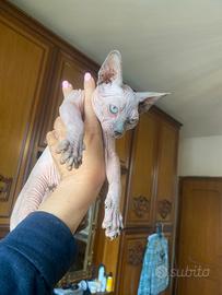Femmina di gatto Sphynx