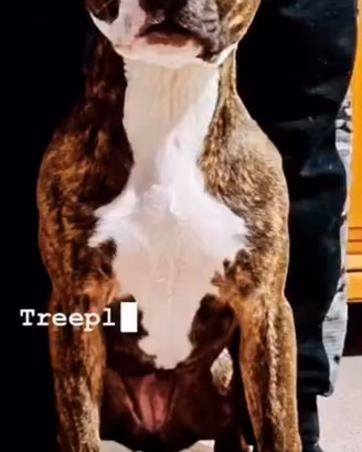 Cucciola di amataff