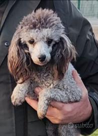 Barboncini toy Silver con pedigree
