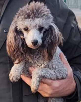 Barboncini toy Silver con pedigree