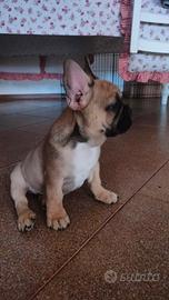 Bulldog Francese