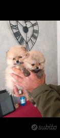 Volpino di pomerania