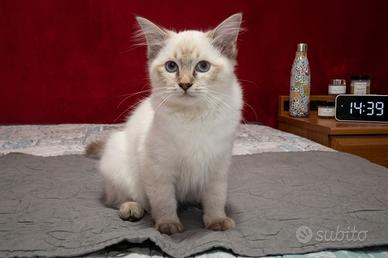 Cucciole di ragdoll disponibili da subito