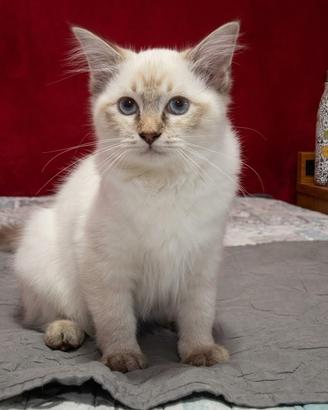 Cucciole di ragdoll disponibili da subito