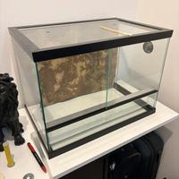 teche + geco leopardino