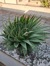 Aloe aristata