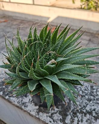 Aloe aristata