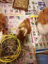 Cavia pelo lungo
