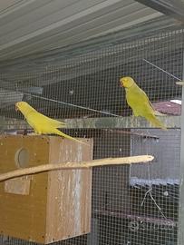 parrocchetti dal collare 