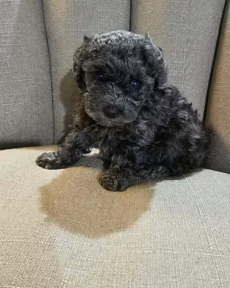 Cuccioli di barboncino mini toy maschi silver