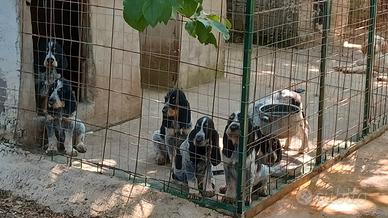 Segugi Griffon bleu de Gascogne