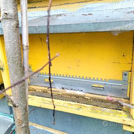 Arnie diversi colori