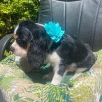 Cavalier king