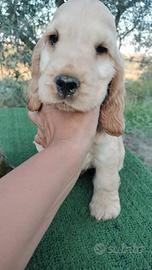 Cocker spaniel inglese pedigree fulvo