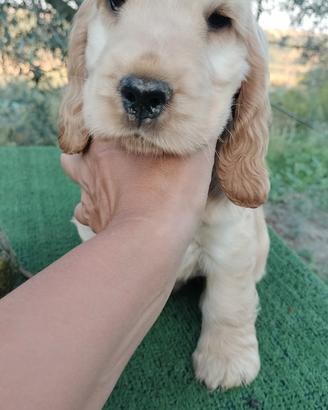 Cocker spaniel inglese pedigree fulvo