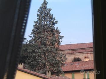 Singola per donna
