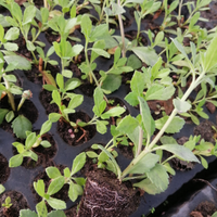 Lippia nodiflora seminiera da 104 piantine