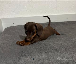 Ultima cucciola di bassotto nano cioccolato