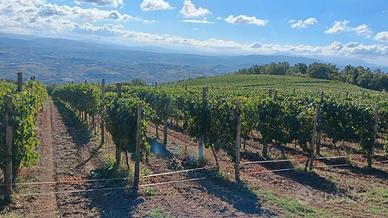 si vende uva da vino falanghina 