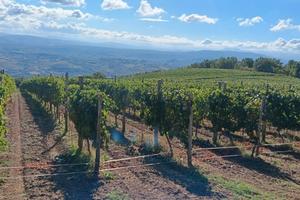 si vende uva da vino falanghina 