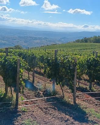 si vende uva da vino falanghina 