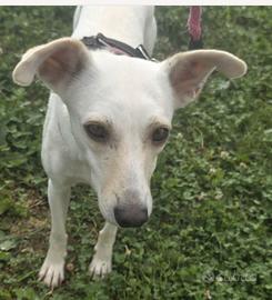 Femmina 2anni kg10 SOS CASA CON GIARDINO  BERGAMO 