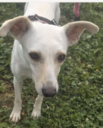 Femmina 2anni kg10 SOS CASA CON GIARDINO  BERGAMO 