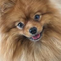 Fidanzatina per Kuma