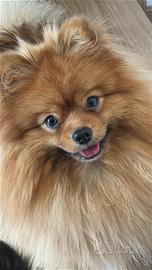 Fidanzatina per Kuma