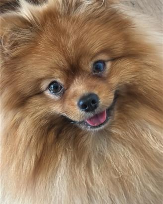 Fidanzatina per Kuma