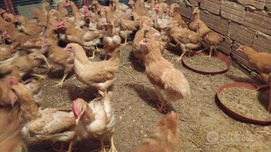 galli e galline di bionda di Villanova