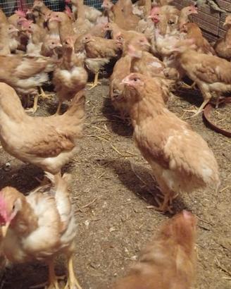 galli e galline di bionda di Villanova