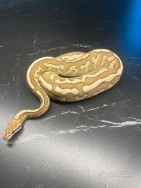 Ball Phyton, Pitone Reale, Rettili, Serpenti