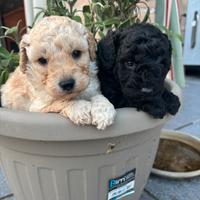 Cuccioli di barboncino