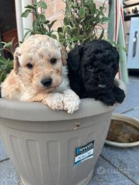 Cuccioli di barboncino